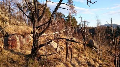 post-12824-0-92976400-1424783925_thumb.j