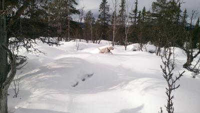 post-14478-0-61145600-1424614560_thumb.j