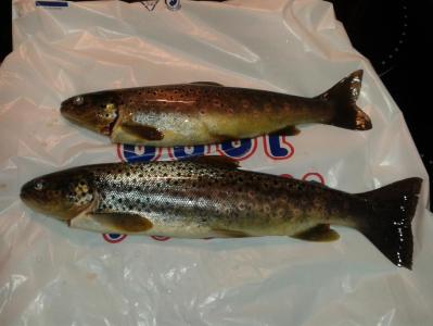 post-12978-0-35203900-1395681346_thumb.j