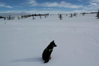 post-8184-0-95316000-1394552900_thumb.jp