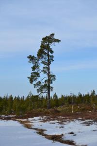 post-9060-0-22509800-1393869897_thumb.jp