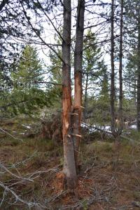 post-9060-0-50390100-1393869939_thumb.jp