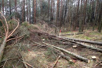 post-1073-0-10364700-1425903940_thumb.jp