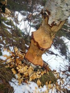 post-11179-0-84676700-1425293395_thumb.j