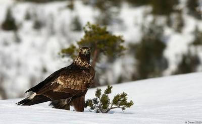 post-4016-0-14272500-1426741971_thumb.jp