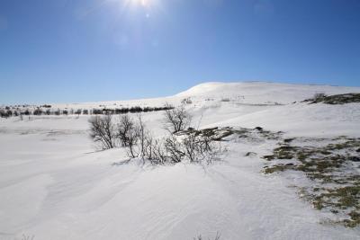 post-4016-0-48498300-1426487057_thumb.jp