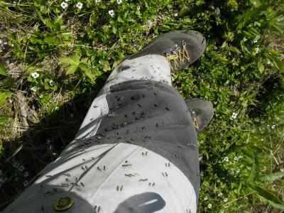 post-8462-0-54875100-1427465260_thumb.jp