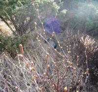 post-1073-0-71088800-1366612936_thumb.jp