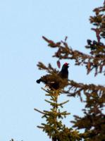 post-7957-0-96625800-1366731282_thumb.jp