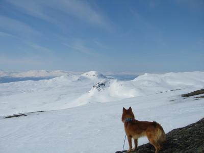 post-12337-0-05291200-1398701311_thumb.j