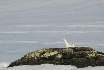 post-12337-0-11427600-1398702073_thumb.j