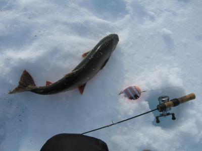 post-12337-0-82325600-1398701474_thumb.j