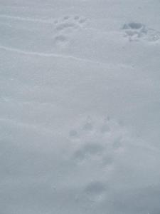 post-12337-0-94492000-1398701424_thumb.j