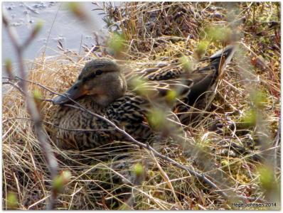 post-4444-0-36588100-1398278617_thumb.jp