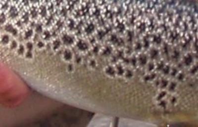 post-6295-0-74507600-1397598310_thumb.jp