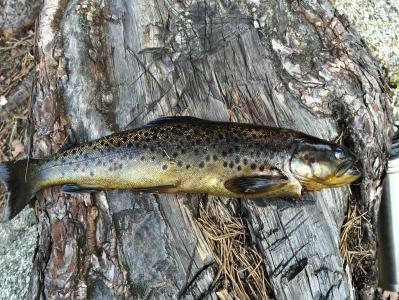 post-7901-0-55618800-1398020673_thumb.jp