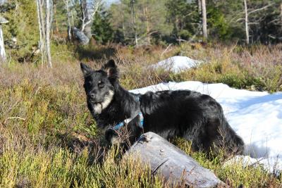 post-8184-0-57643100-1397925350_thumb.jp