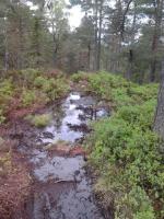 post-11774-0-19954600-1369943426_thumb.j