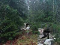 post-5331-0-48270600-1367515585_thumb.jp