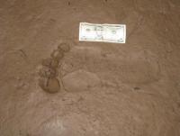 post-6187-0-07735200-1367584610_thumb.jp