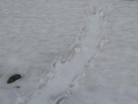 post-8184-0-97016600-1367610779_thumb.jp