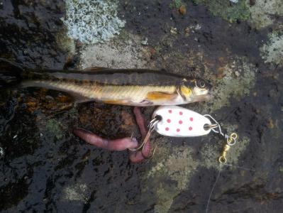 post-11014-0-88020600-1399219235_thumb.j