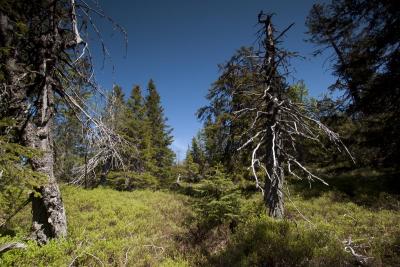 post-12278-0-37459800-1401177247_thumb.j