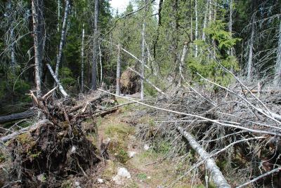 post-12580-0-69026700-1400535668_thumb.j