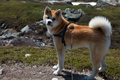 post-13987-0-99635200-1400610799_thumb.p