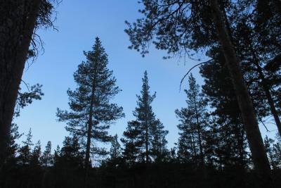 post-10858-0-57682800-1431206141_thumb.j