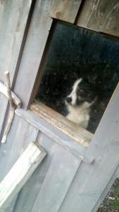 post-11179-0-24833800-1430846536_thumb.j