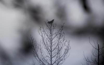 post-12278-0-46160800-1430693444_thumb.j