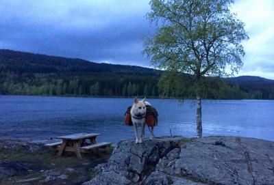 post-13572-0-26068800-1432993088_thumb.j