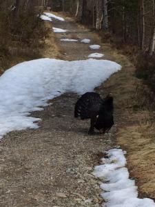 post-15991-0-07707200-1430484457_thumb.j