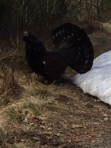 post-15991-0-89944700-1430484408_thumb.j