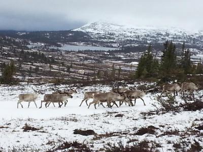 post-8554-0-40641600-1433078830_thumb.jp