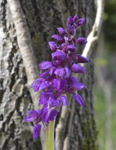 post-8648-0-61416700-1432513098_thumb.jp