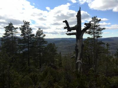 post-9055-0-00811800-1431642977_thumb.jp