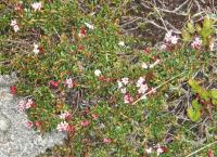 post-1073-0-89967100-1371475582_thumb.jp