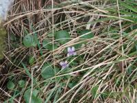 post-1073-0-94345400-1371475565_thumb.jp