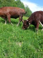 post-11911-0-01608500-1370187846_thumb.j