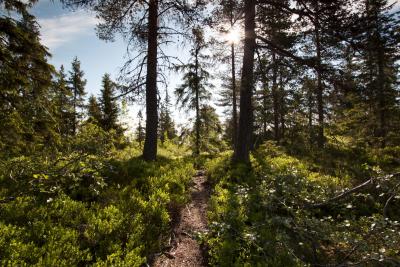 post-12278-0-20227500-1402503640_thumb.j