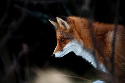 post-12278-0-42982600-1403364116_thumb.j