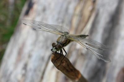 post-14387-0-23675000-1402572211_thumb.j