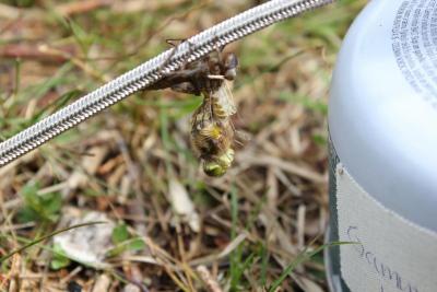 post-14387-0-64391600-1402572046_thumb.j