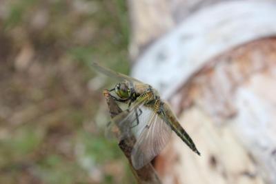 post-14387-0-69555400-1402572231_thumb.j