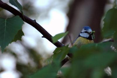 post-14443-0-02391500-1402938691_thumb.j