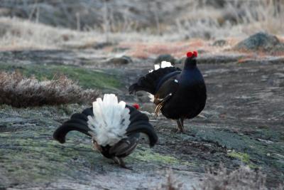 post-14443-0-18887200-1402090278_thumb.j