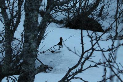 post-14443-0-97931800-1401734101_thumb.j