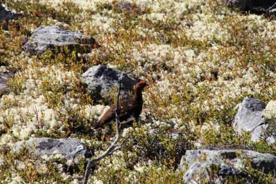 post-4016-0-51694200-1403805295_thumb.jp